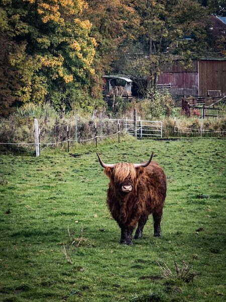 Scottish Highland cattle by Dirk Rüter