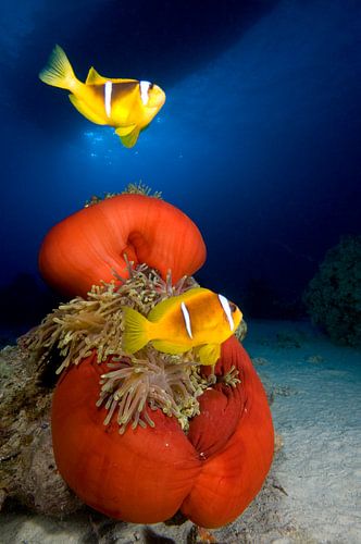 anemoonvis in rode anemoon