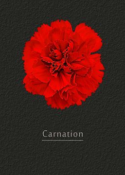 Carnation van Leopold Brix