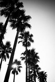 Dancing Silhouettes by Milene van Arendonk