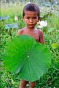 Lotus bloem blad en jongen in het veld-Cambodia von Michael Klinkhamer Miniaturansicht