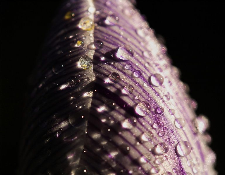 drops on the Crocus by Tijmen Wierenga