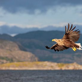 Vliegende Zeearend bij de Noorse Fjorden van Photo Henk van Dijk