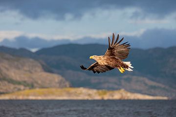 Flying Bald Eagle near the Norwegian Fjords