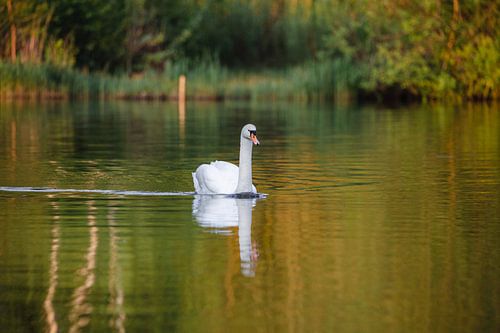White swan