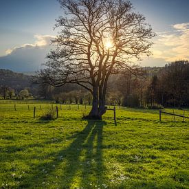 Une journée ensoleillée de printemps dans les Ardennes belges, avec le soleil derrière un arbre et d sur Rob Christiaans