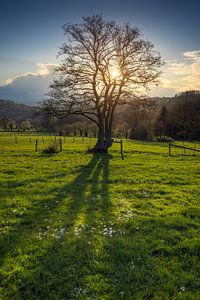 Een zonnige lentedag in de Belgische Ardennen met de zon achter een boom en pinksterbleomen in de voorgrond.