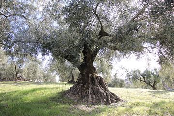 Old olive tree by Jan Katuin