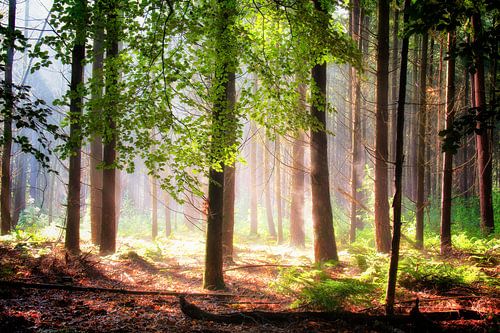 The forest is warming up