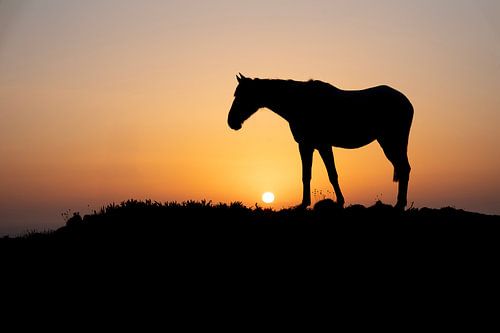 Horse Silhouette at Sunset on the Horizon by Femke Ketelaar