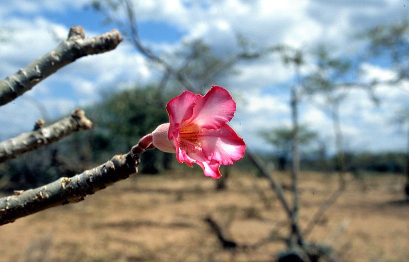 wild flower in the deserts of ethiopia by Ignacio Genzo