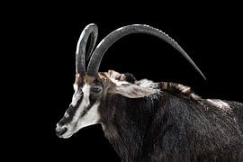Sable antelope by Johann Pavelka