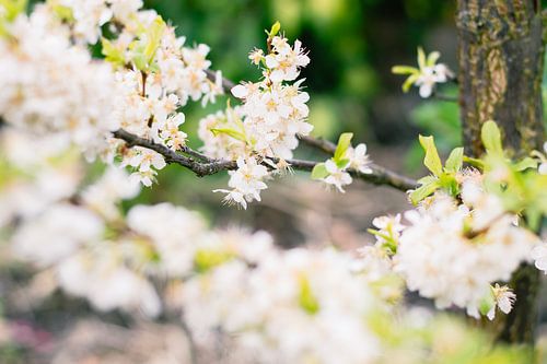 Pruimenbloesem
