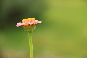 Solitaire flower van Marcel van Rijn