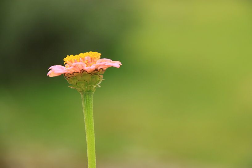 Solitaire flower van Marcel van Rijn