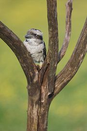 Kookaburra (Dacelo novaeguineae) von Ronald Pol