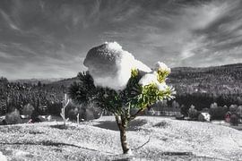 Ich Lebe von mario proeter