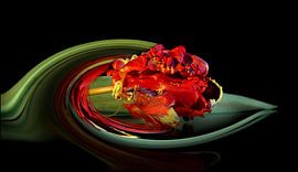 Moderne Papageien-Tulpe von C.A. Maas