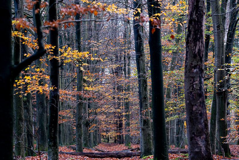 Herbst von Mario Creanza