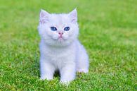 Junge weiße Katze des kurzen Haares sitzt auf grünem Rasen von Ben Schonewille Miniaturansicht