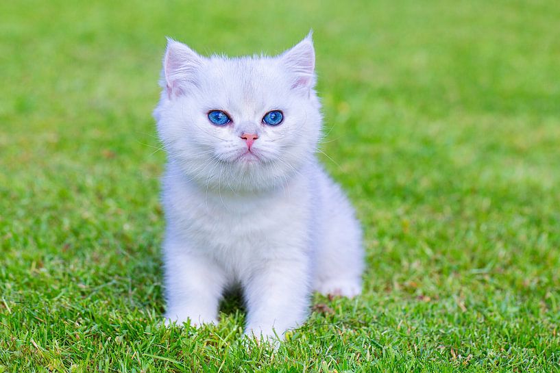 Junge weiße Katze des kurzen Haares sitzt auf grünem Rasen von Ben Schonewille