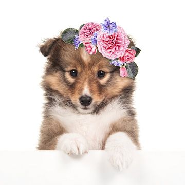 Flower puppy by Elles Rijsdijk