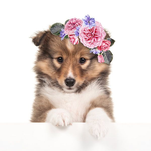 Flower puppy by Elles Rijsdijk