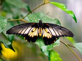 vlinder 4 by Jurgen den Uijl