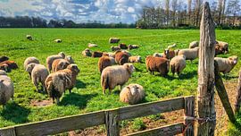 Texel flock of sheep by Digital Art Nederland