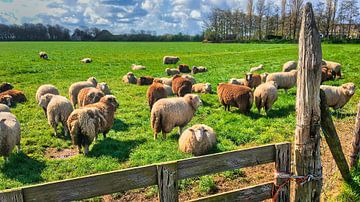 Kudde schapen Texel van Digital Art Nederland