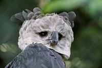 Harpy