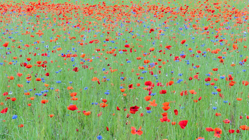 A magnificent field of poppies