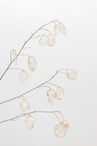 Schoonheid van de natuur 9