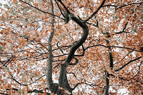 Herbstlicher Baum mit anmutigen Zweigen
