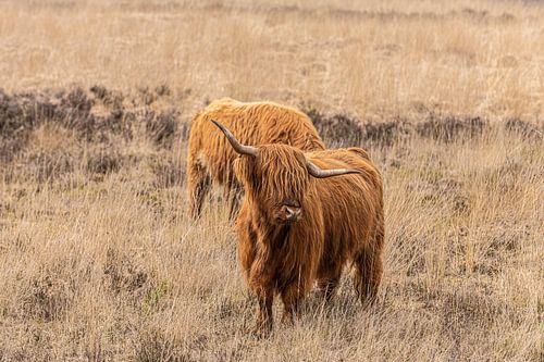 Schotse Hooglander Koeien.
