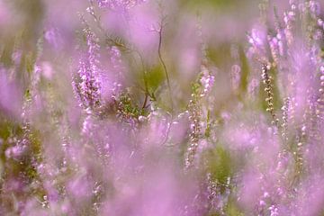 La couleur violette sur Arjen Roos