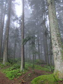 Mystischer Schwarzwald - Pfade der Stille VI