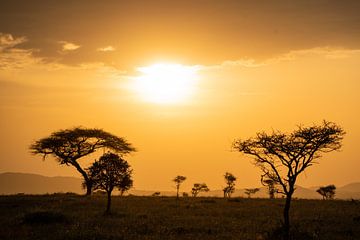 Sonnenuntergang in der Seregeti hinter den Bäumen von Sascha Bakker