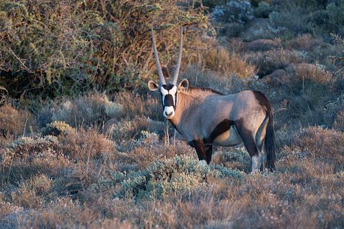 Gemsbok au soleil du soir : un moment en or