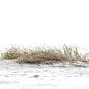 Beach grass by Christina Groth-Biswas