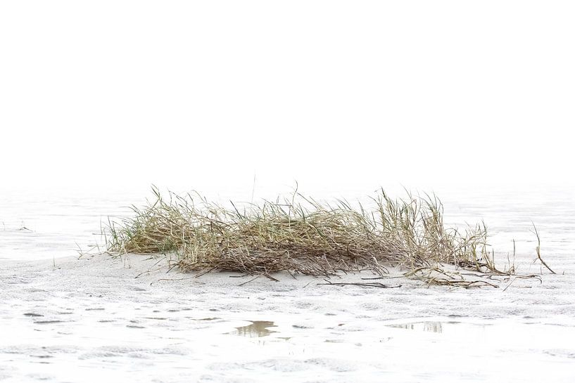 Beach grass by Christina Groth-Biswas