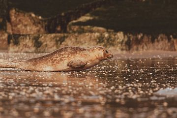 Phoque commun se reposant sur la plage de Scheveningen sur Anne Zwagers