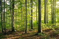Groen beukenbos met zon in de ochtend