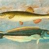 Two Fish on Blue van Behindthegray
