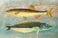 Two Fish on Blue