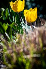 Rathenow „Stadt der Optik“ von David Krause