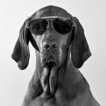 Honden - Ruige Koos