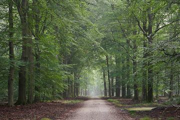 Groene boslaan van Cor de Hamer