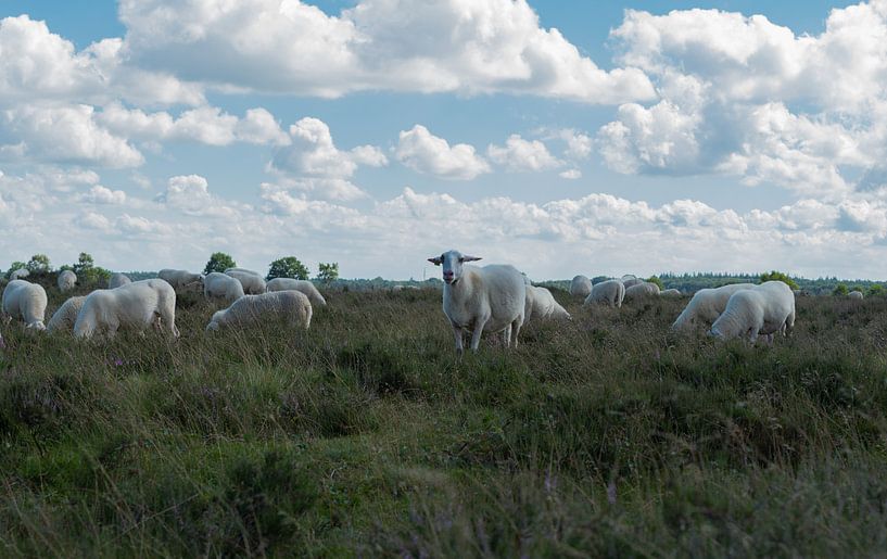 Schaapskudde op de Ginkelse Hei 01 par Cilia Brandts