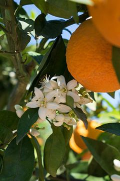 Weiße Orangenblüten und reife Orangen im Frühling